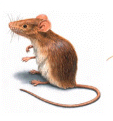 Pest Control haryana